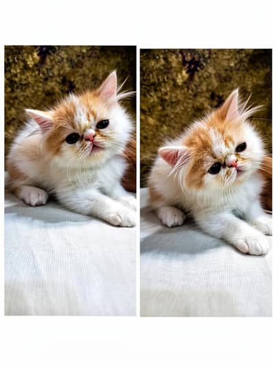 Peke Male Kitten