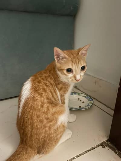 Cats for adoption