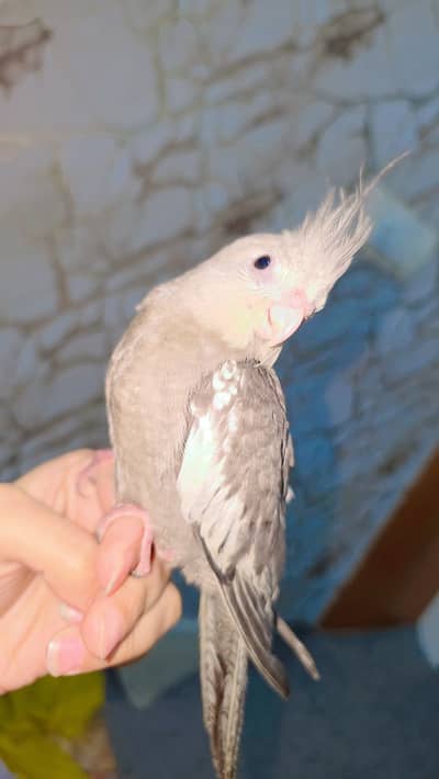 hand tamed whitish grey friendly cockateil