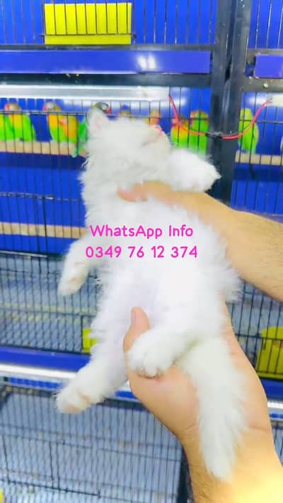 Persian cat 3 coated 5 phase vaccinated for sale delivery all Pakistan
