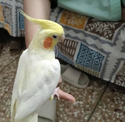 Hand tamed Cockatiel for sale
