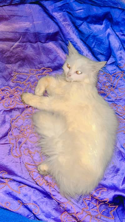 Persian Triple coat white female