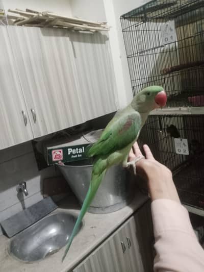 raw handtame male age 9 month
