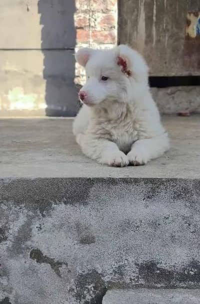 Russian dog for sale