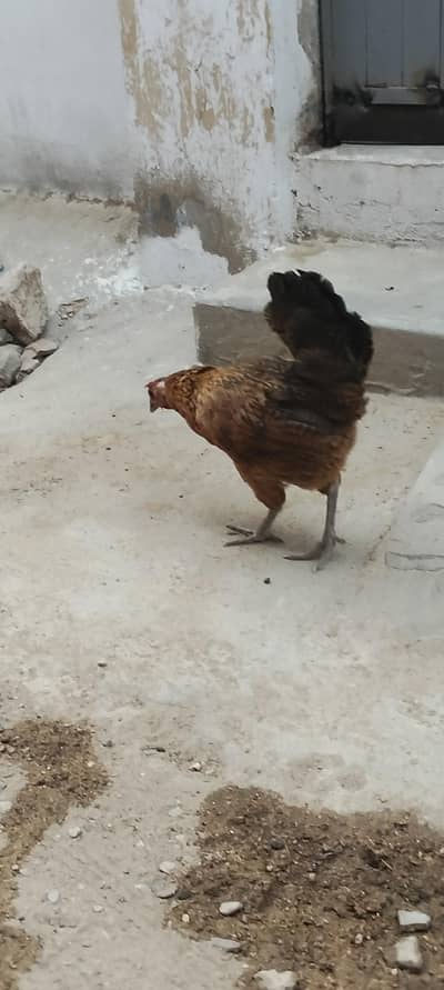 2 Misri morgya h or 1 ASEEL MIAWALI morgi h