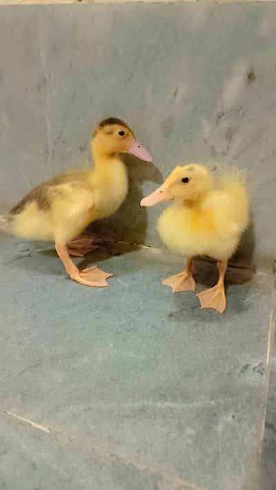 Ducks baby pair