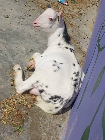 Tedda Bakra