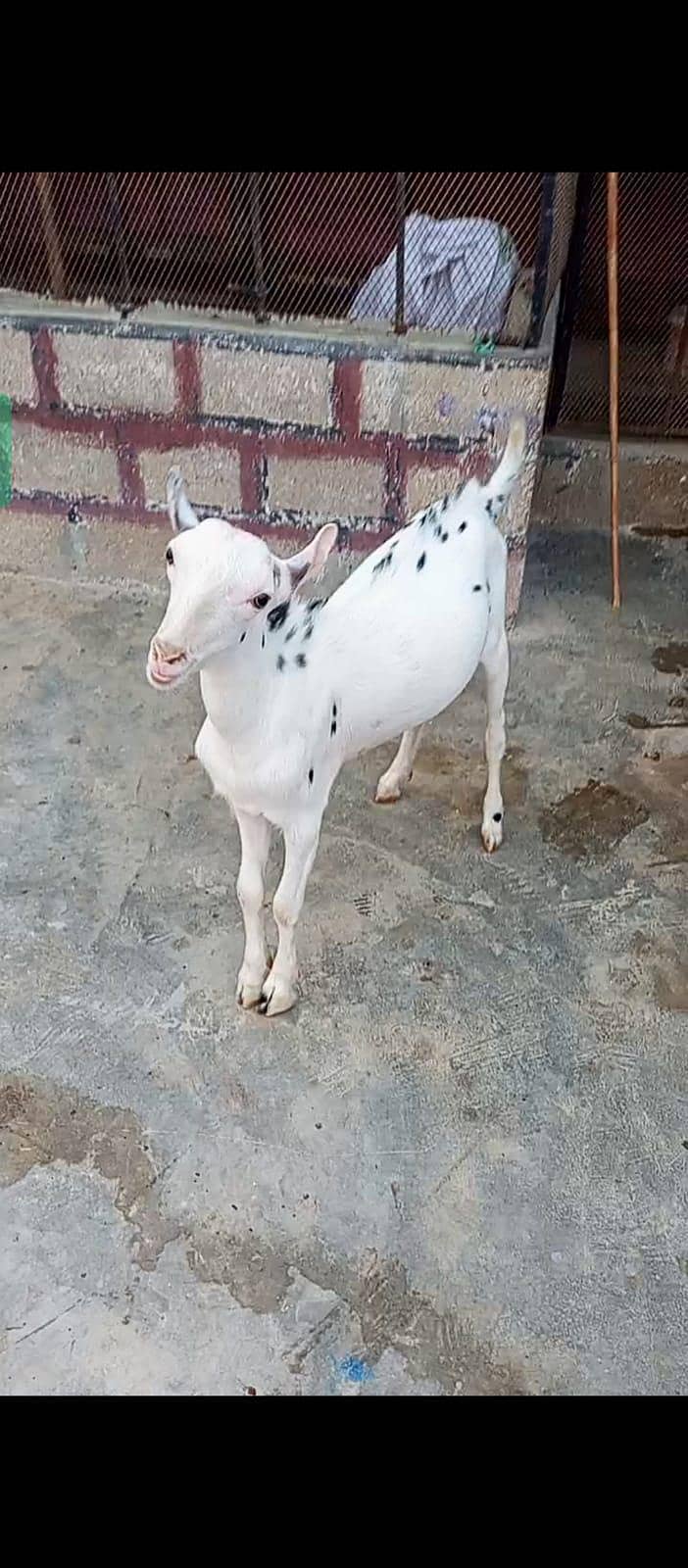 Tedda Bakra 1
