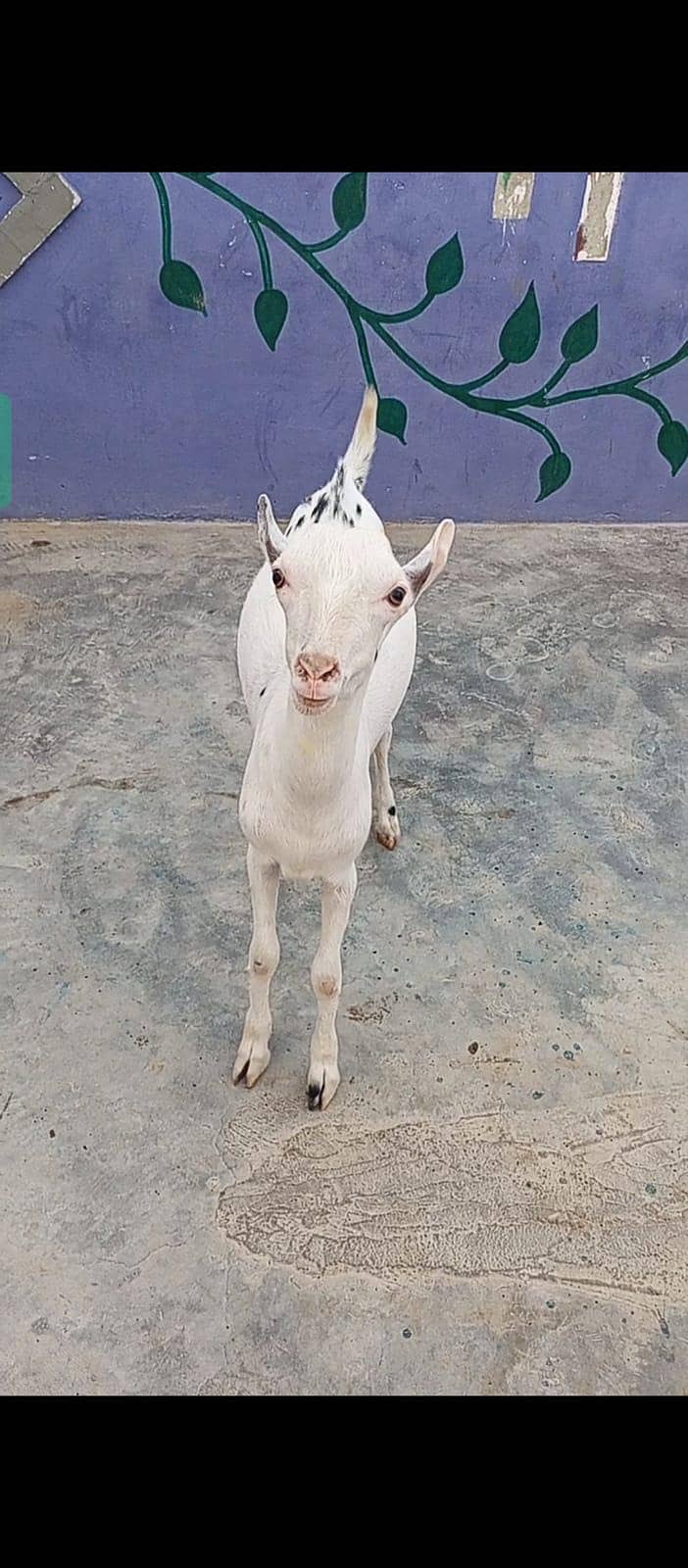 Tedda Bakra 2