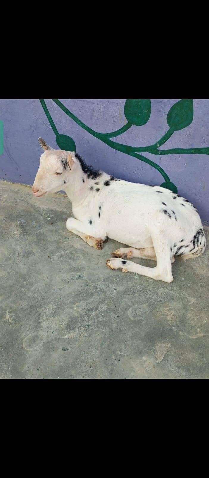 Tedda Bakra 3