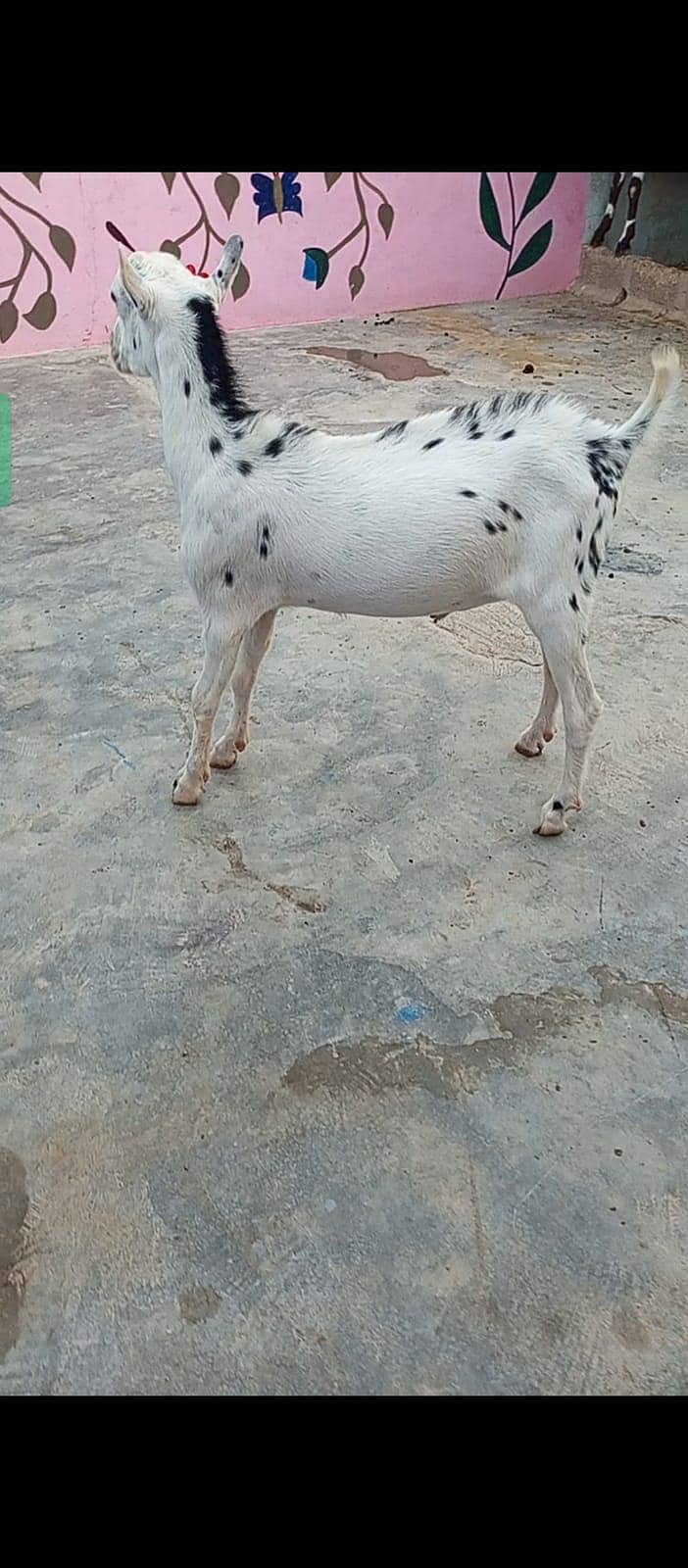Tedda Bakra 4