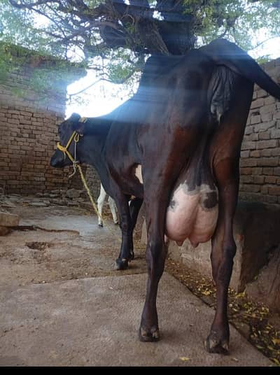 frizion cow for sale