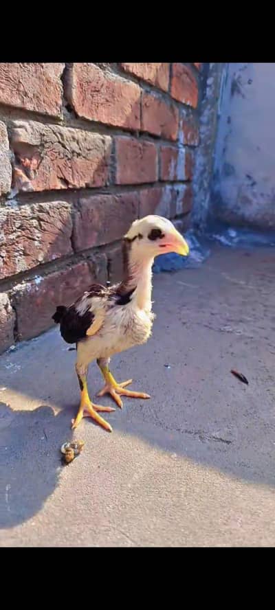 Aseel Chicks Sindhi And Mianwali  Breed