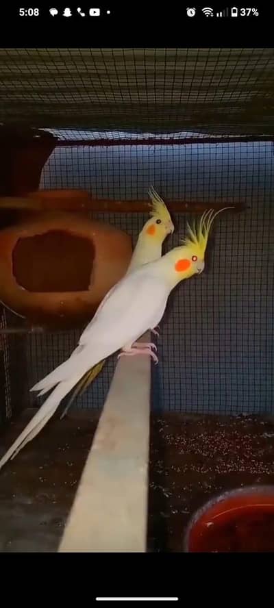 cream cocktail breeder pair