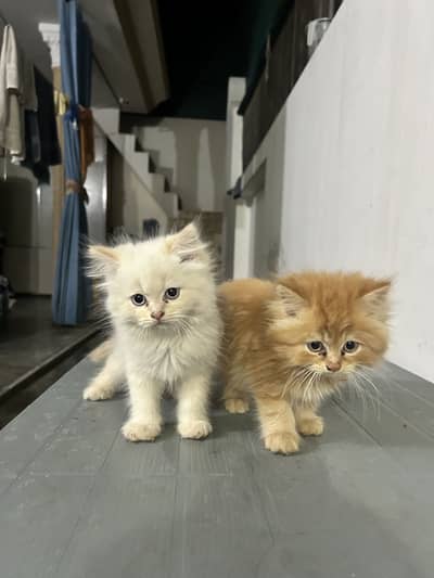 Adorable White & Brown Cats – Cute Duo