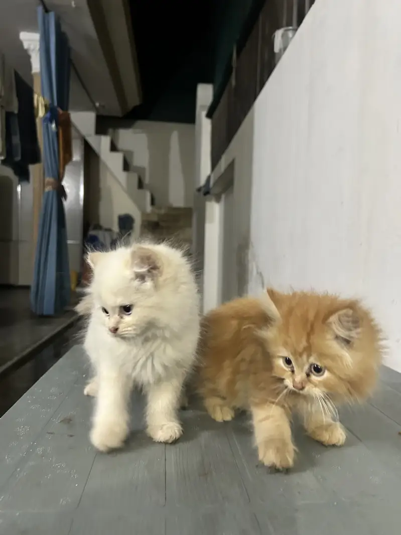 Adorable White & Brown Cats – Cute Duo — photo 2