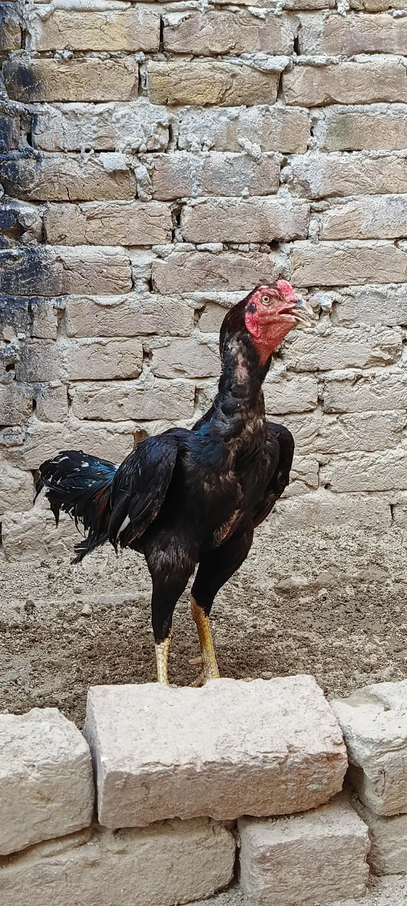 Aseel patha for sale