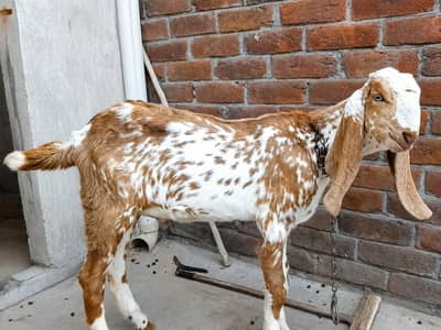 Makhi Chena Male Bacha 3 Months Ka