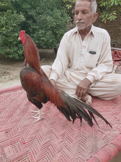 High Quality Mianwali Aseel murga