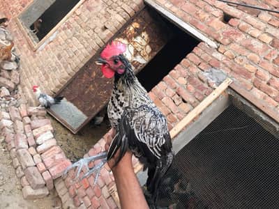Golden Misri chicken