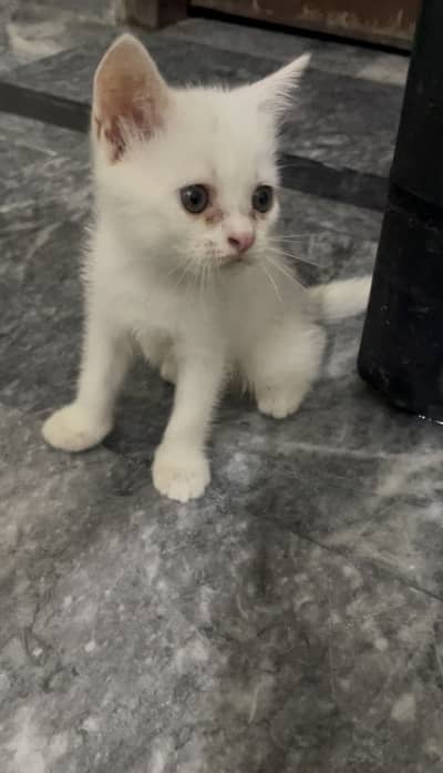 Kitten pair