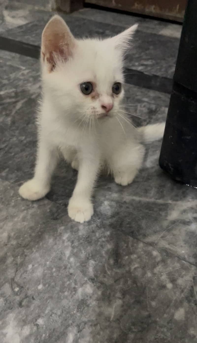 Kitten pair 0
