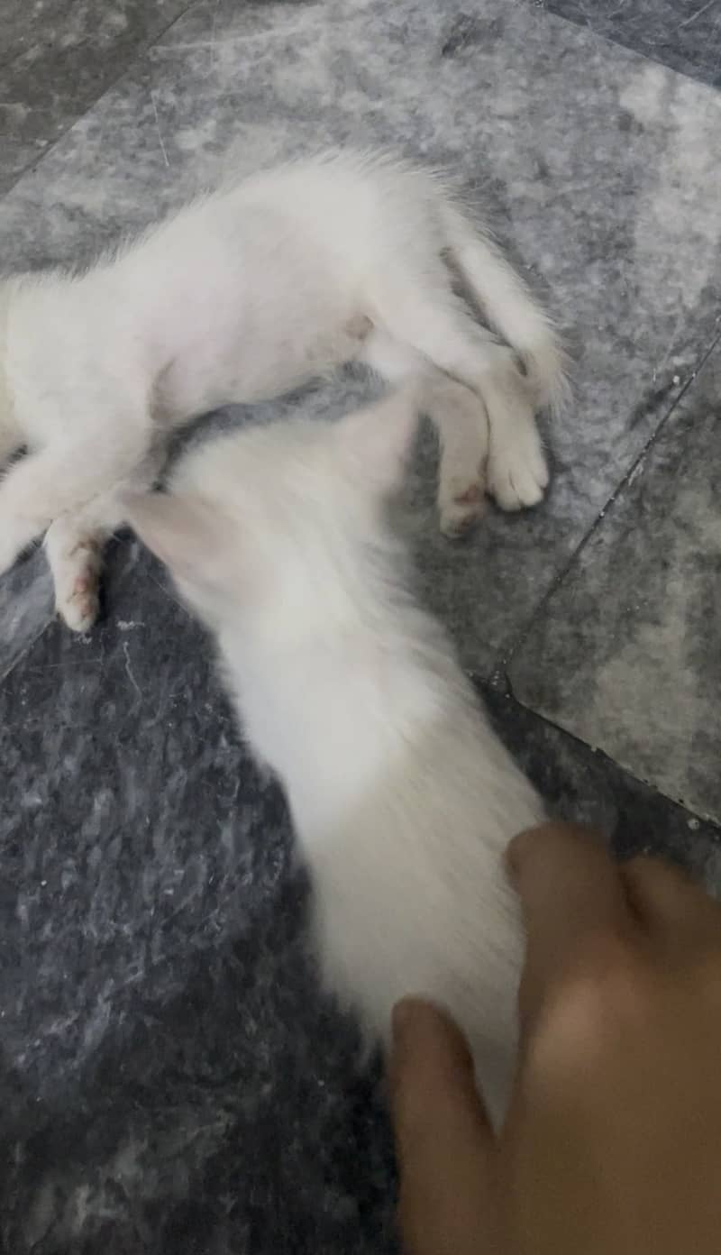 Kitten pair 1