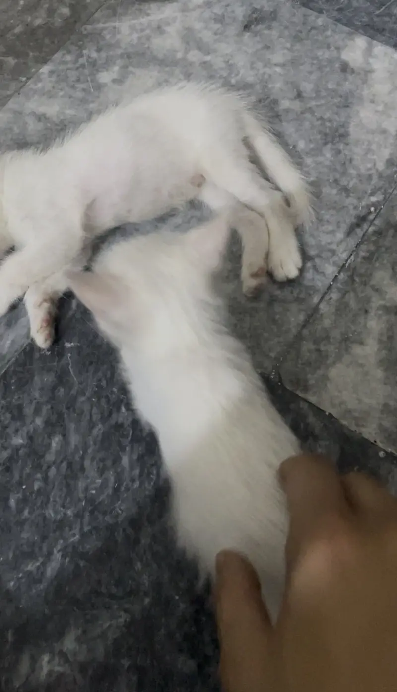 Kitten pair — photo 2