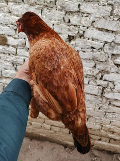 PURE DESI BREEDER PAIR FOR SALE