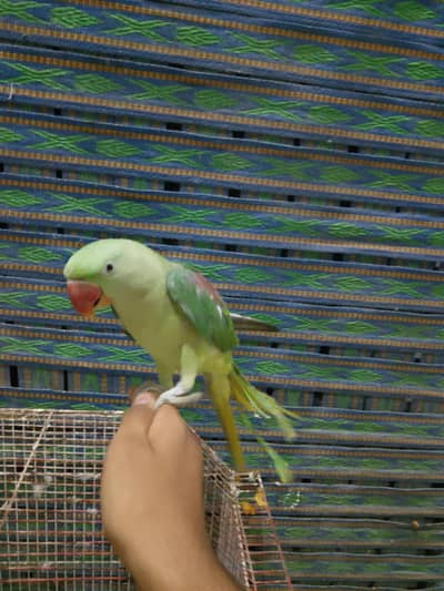 parrot