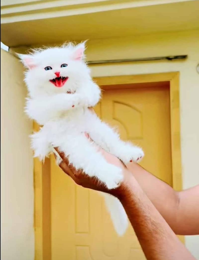 kittens 0