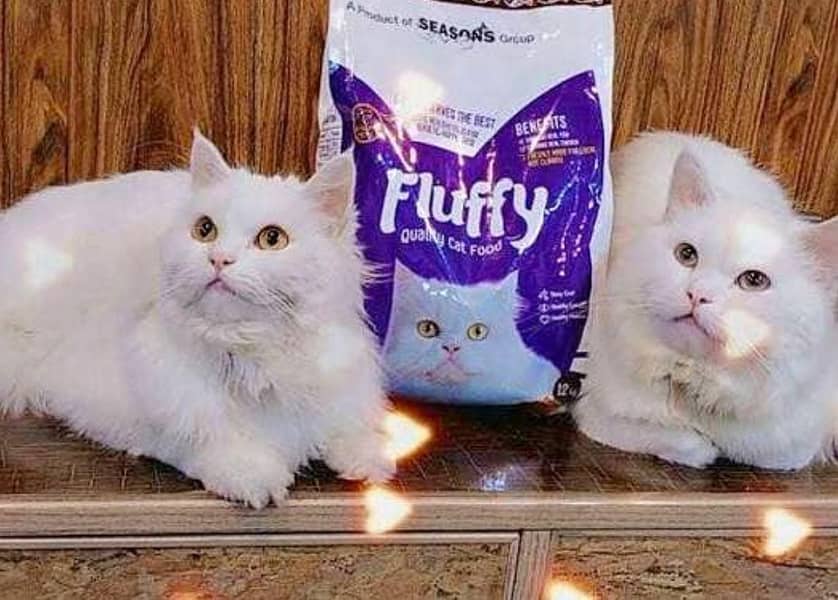 kittens 1