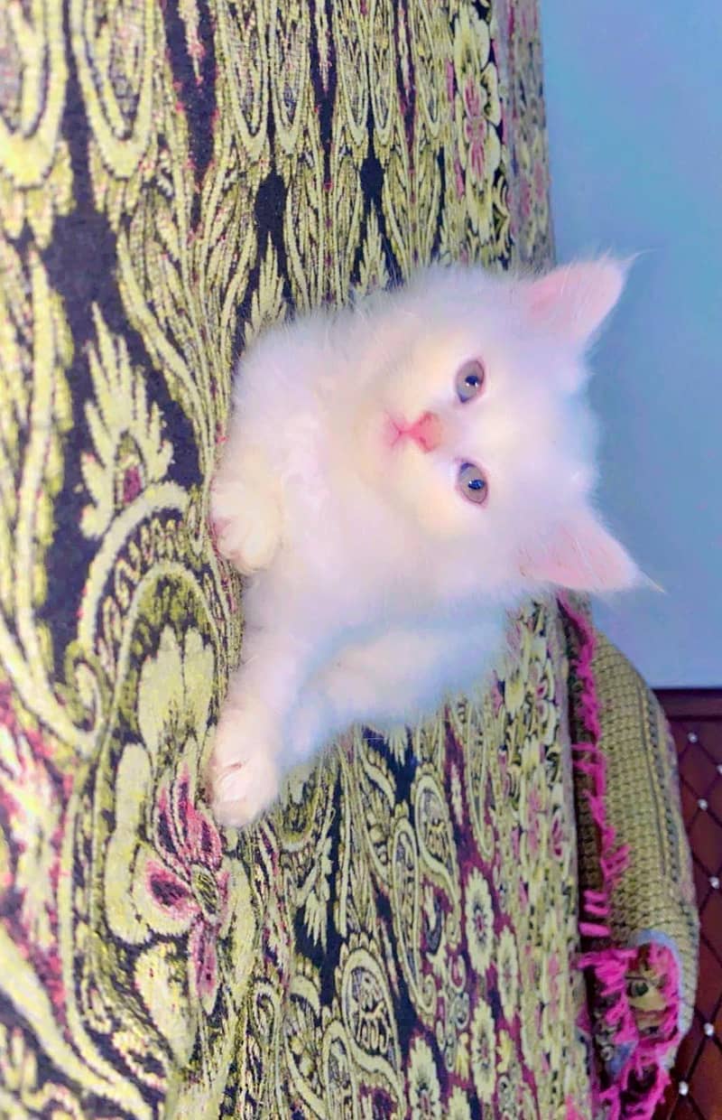 kittens 2