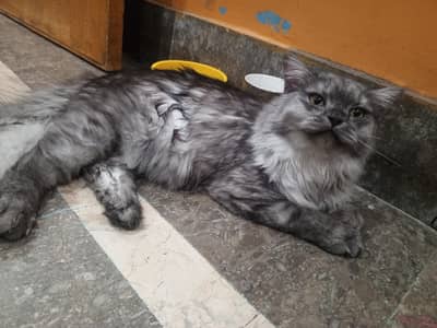 Persian Male female cat