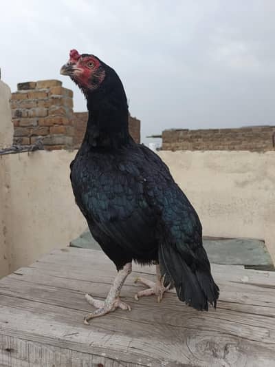 Pure Lasani Aseel Hen