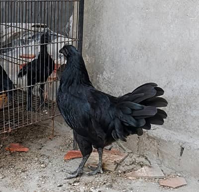 Pure Ayam Cemani Black Hens & Roosters Available
