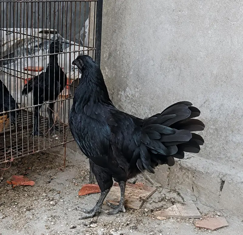 Pure Ayam Cemani Black Hens & Roosters Available