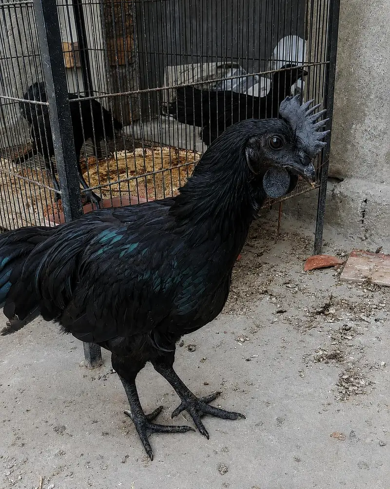 Pure Ayam Cemani Black Hens & Roosters Available — photo 2