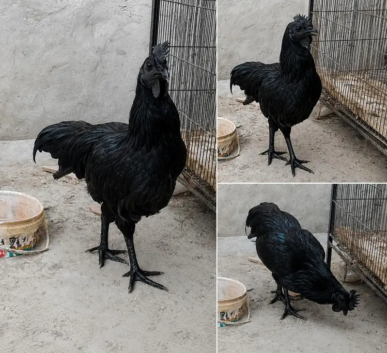 Pure Ayam Cemani Black Hens & Roosters Available — photo 3