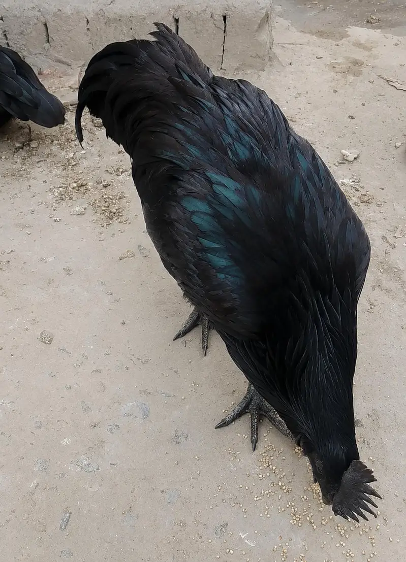 Pure Ayam Cemani Black Hens & Roosters Available — photo 4