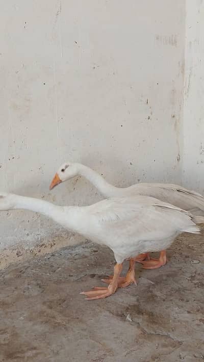 duck Pair