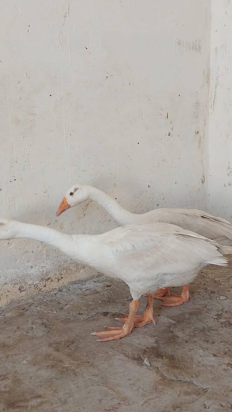 duck Pair 0
