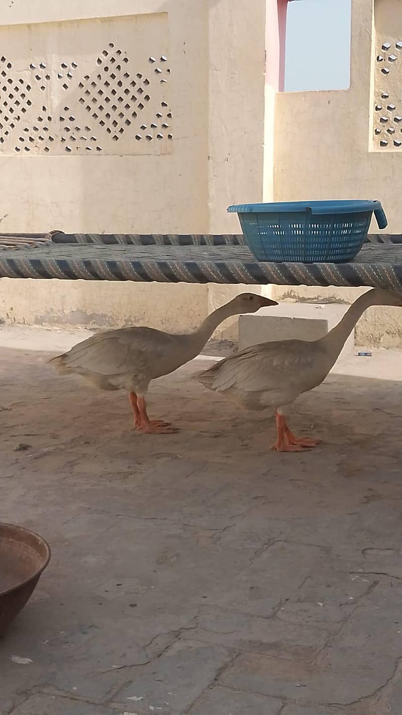 duck Pair 1