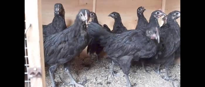 jersey giant pullets for sale