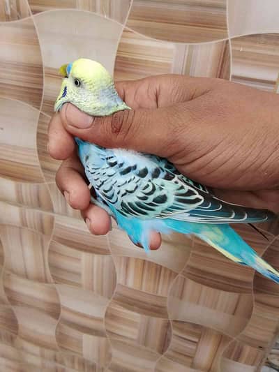 Noman habib