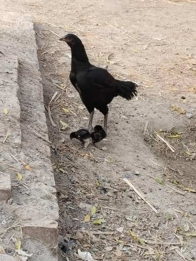 Aseel hen with child