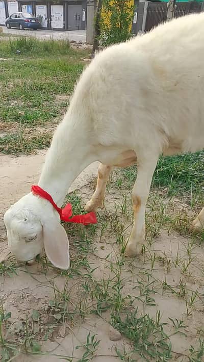 1 gulabi  Dumba aur 1 kaka DG Khan mundra