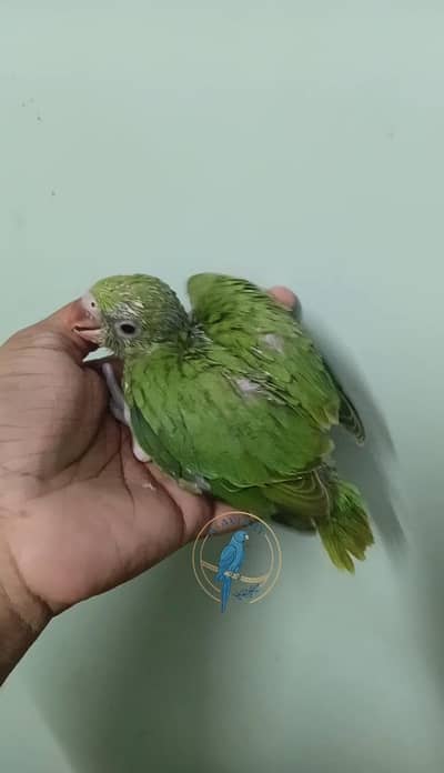 Ringneck chick