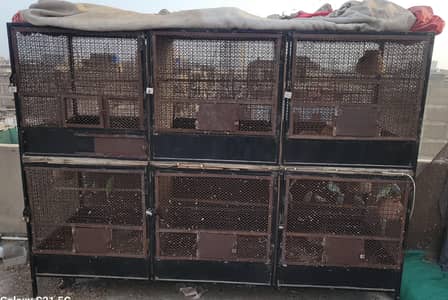 6 portion and full colony cage heavy iron