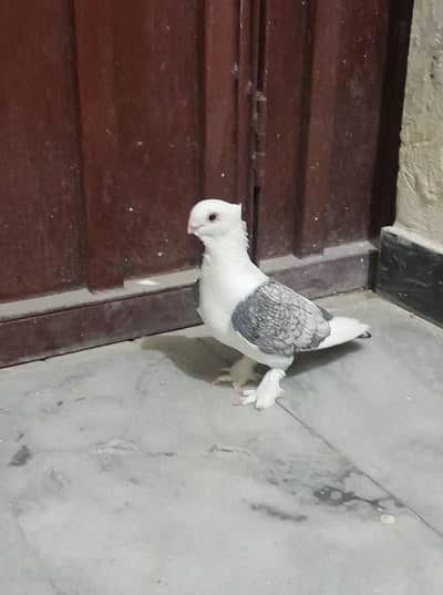 Sentinent Breeder Male